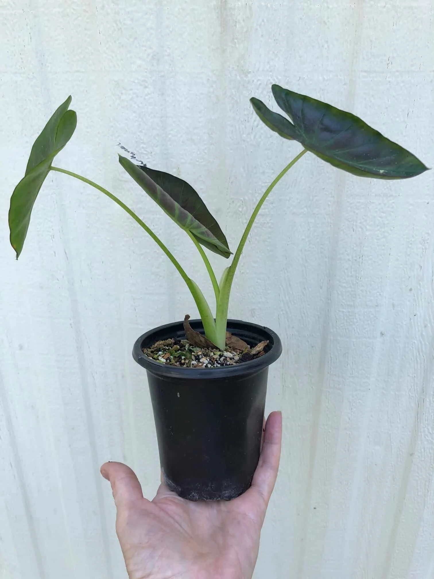 Colocasia Esculenta 'Aloha' In 4" Pot - Image 3