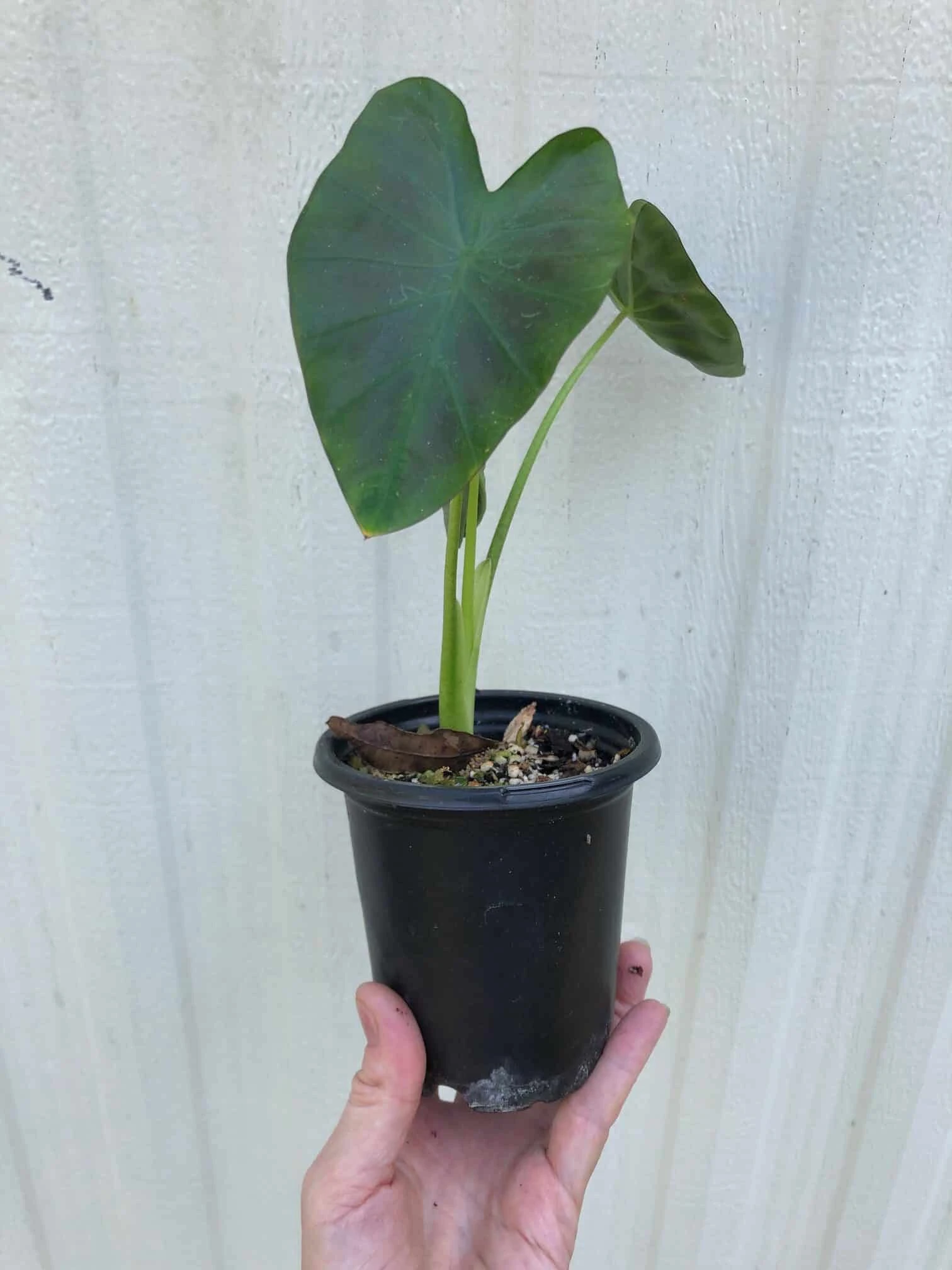 Colocasia Esculenta 'Aloha' In 4" Pot - Image 4
