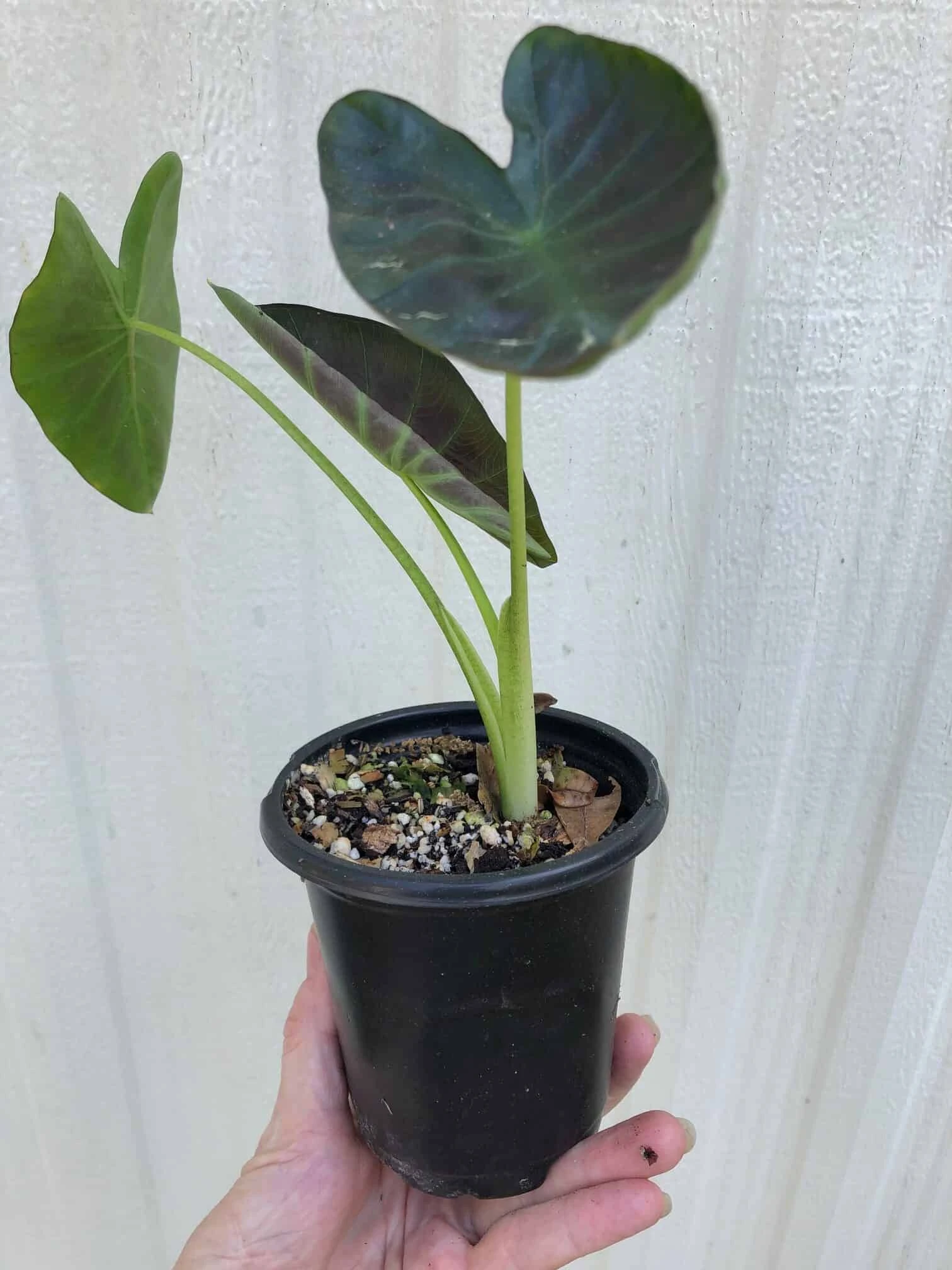 Colocasia Esculenta 'Aloha' In 4" Pot - Image 5