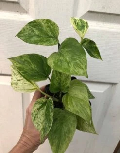 Marble Queen Pothos In 4" Pot - Epipremnum Aureum Marble Queen