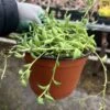 Senecio Radicans | String Of Bananas | 6" Pot