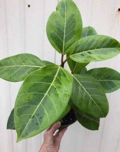 Ficus Altissima 'Yellow Gem' In 6" Pot
