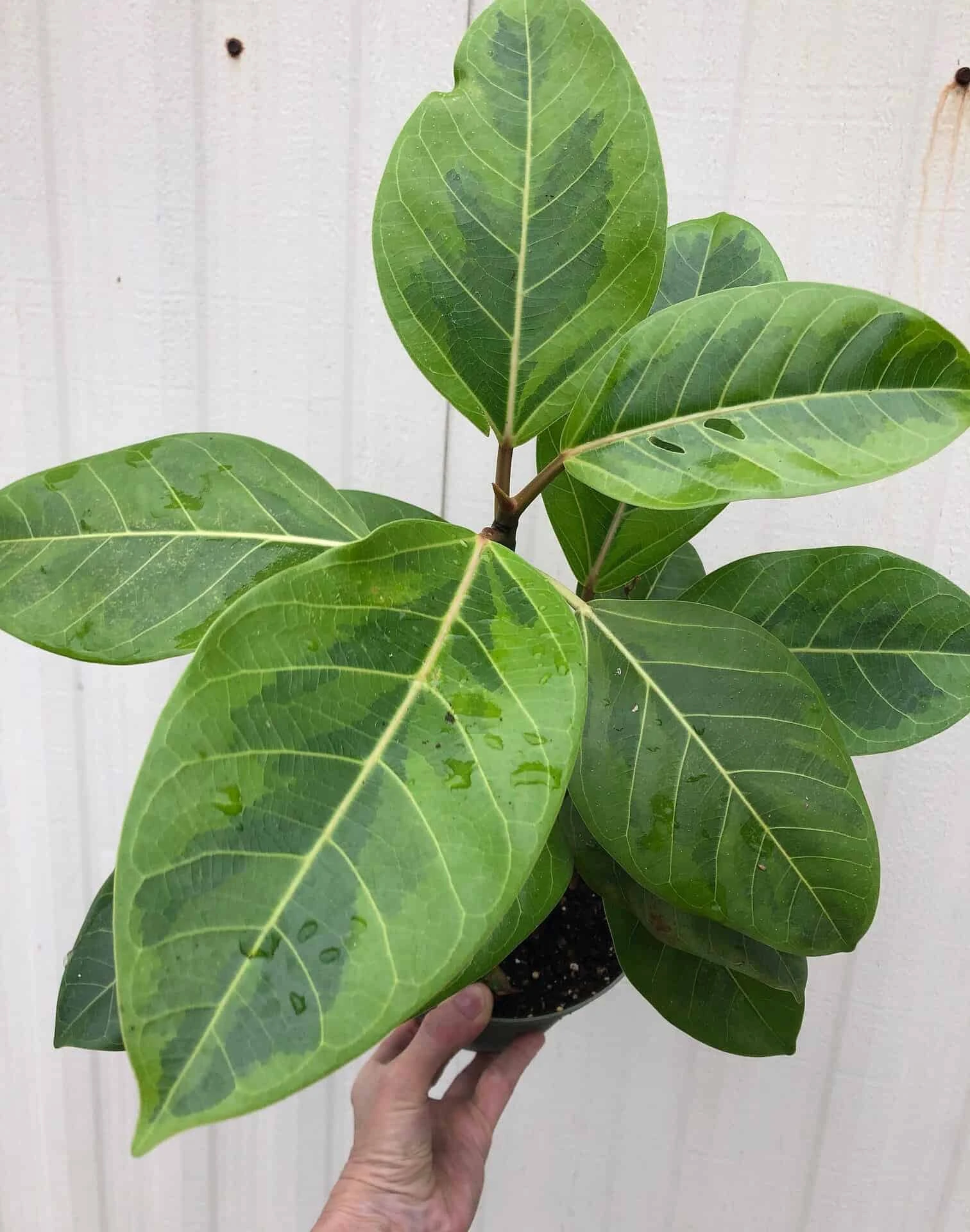 Ficus Altissima 'Yellow Gem' In 6" Pot