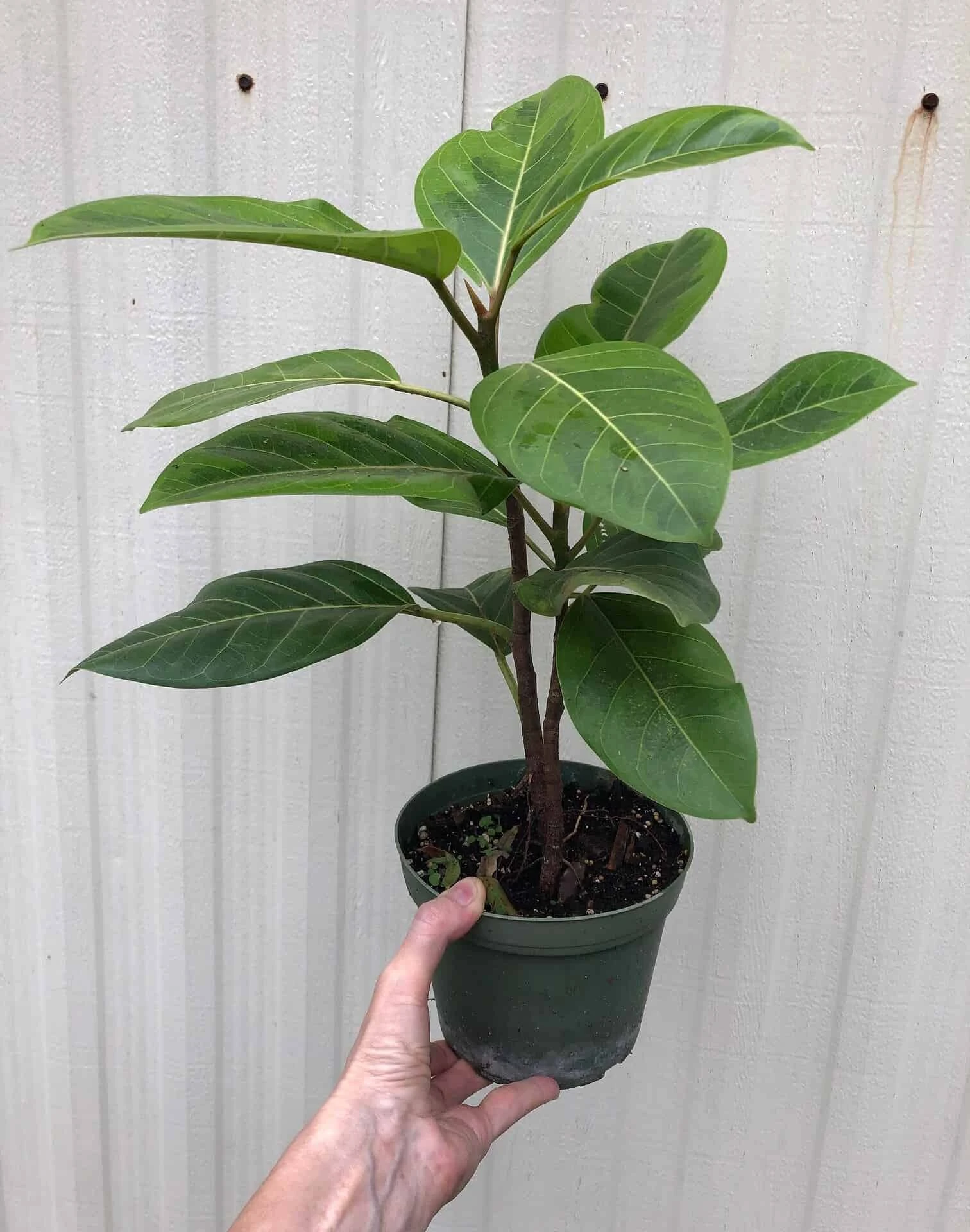 Ficus Altissima 'Yellow Gem' In 6" Pot - Image 2