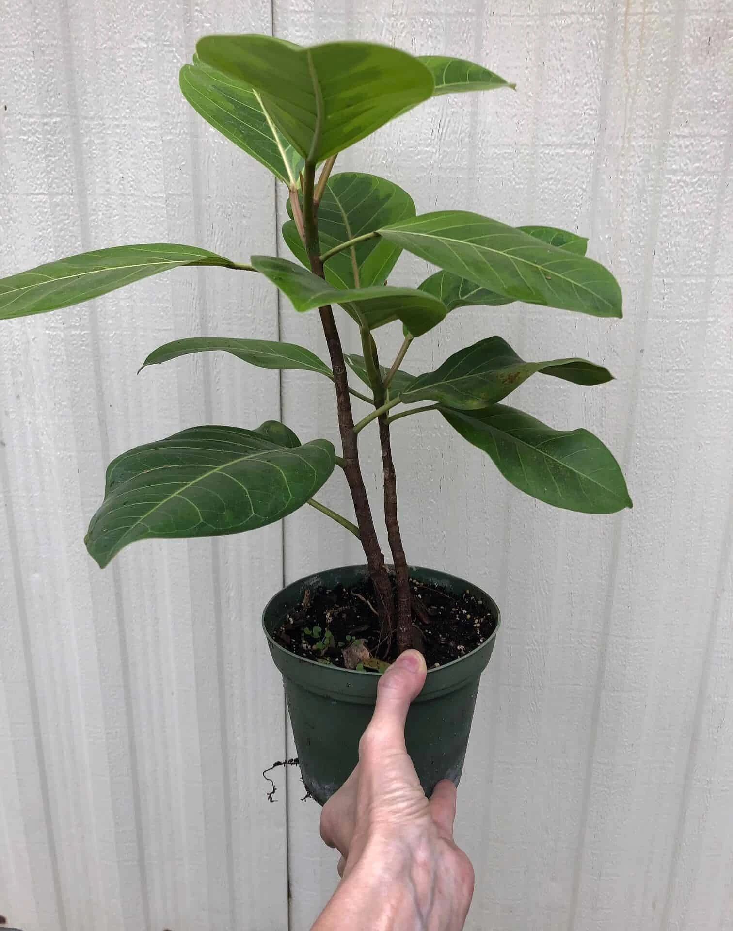 Ficus Altissima 'Yellow Gem' In 6" Pot - Image 3