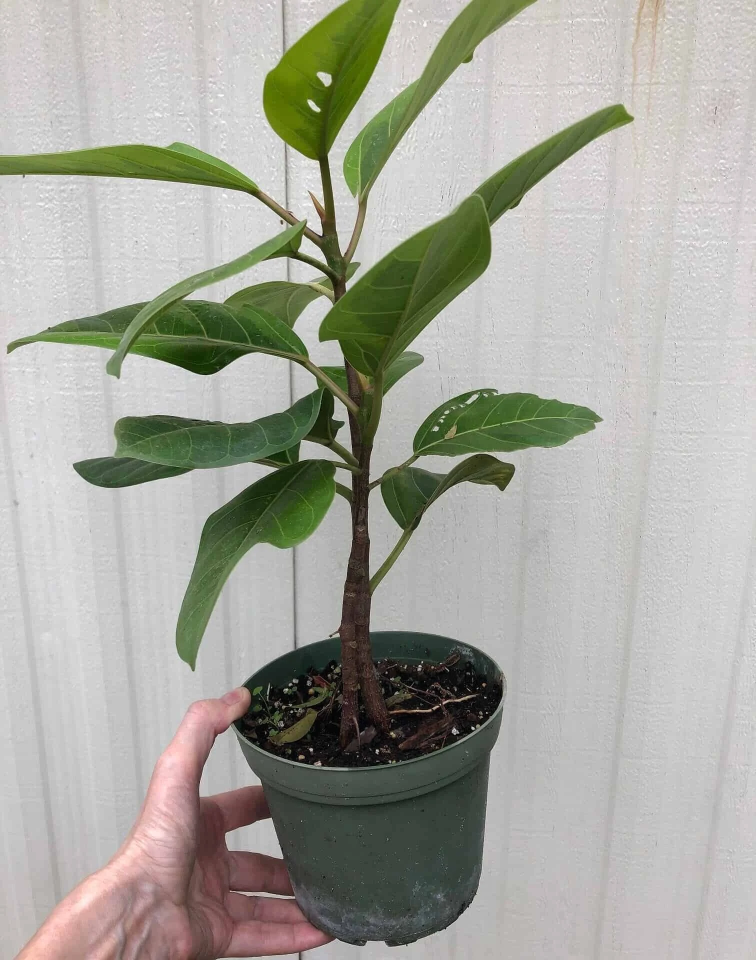 Ficus Altissima 'Yellow Gem' In 6" Pot - Image 4