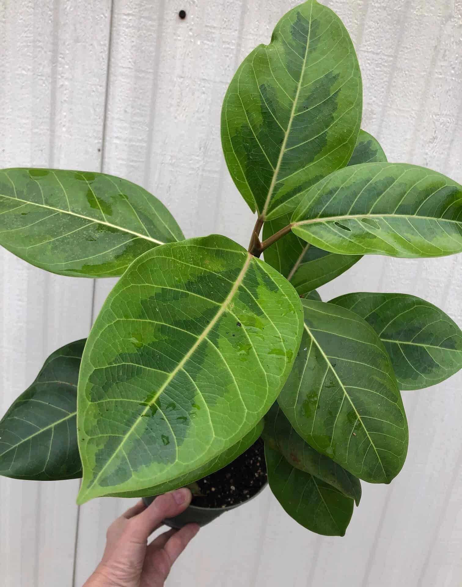 Ficus Altissima 'Yellow Gem' In 6" Pot - Image 5