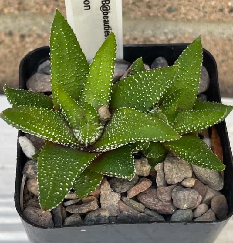 Succulent -Haworthiopsis Attenuata F. Tanba “ Enon