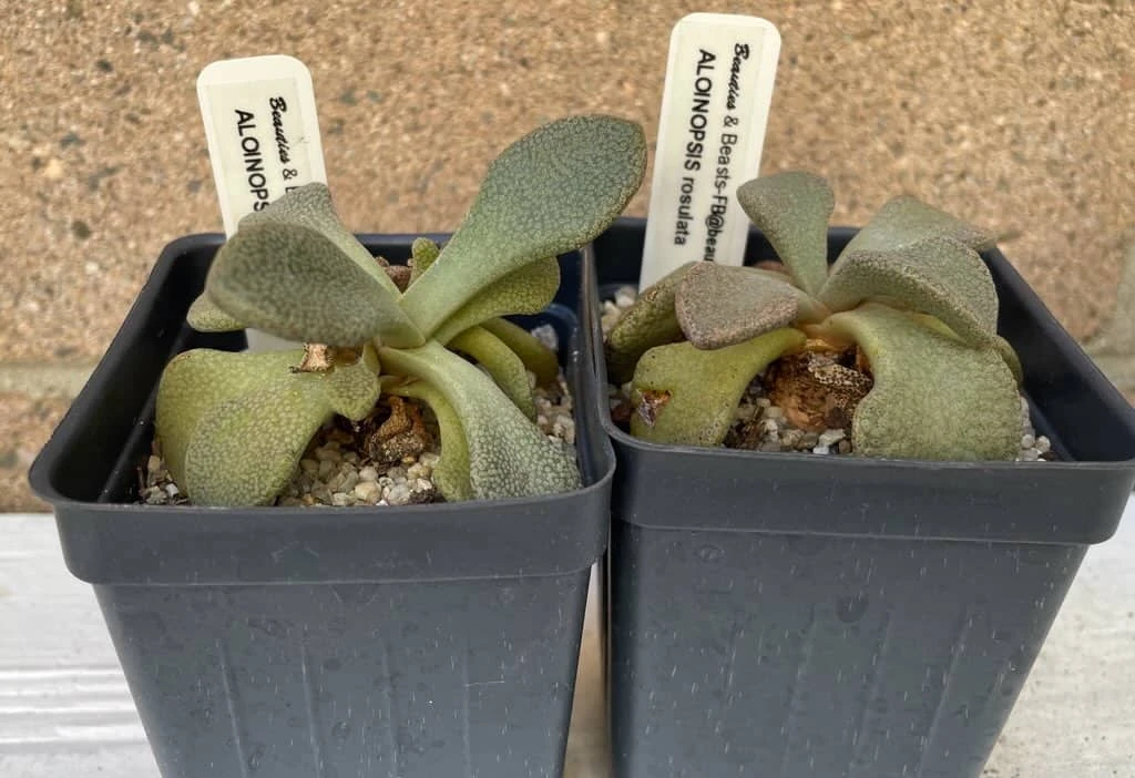 Succulent- Aloinopsis Rosulata - Image 3