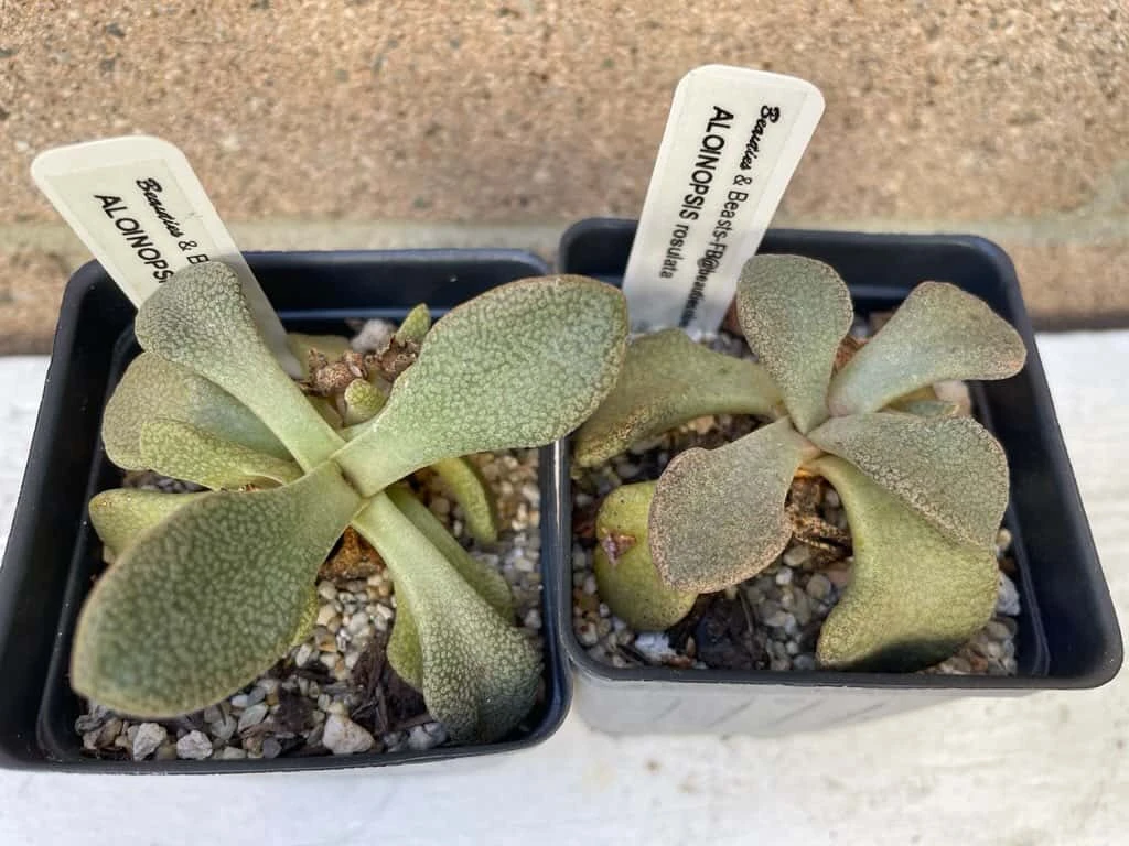 Succulent- Aloinopsis Rosulata - Image 2