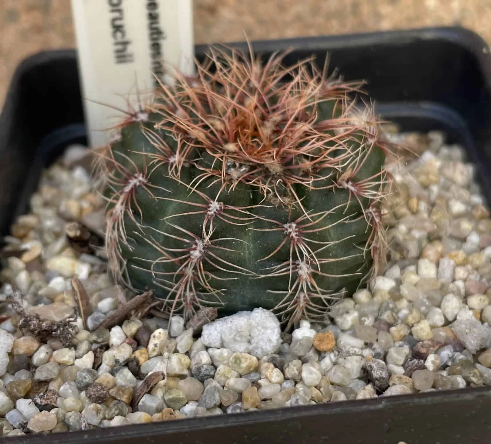 Cactus- Gymnocalycium Bruchii - Image 2