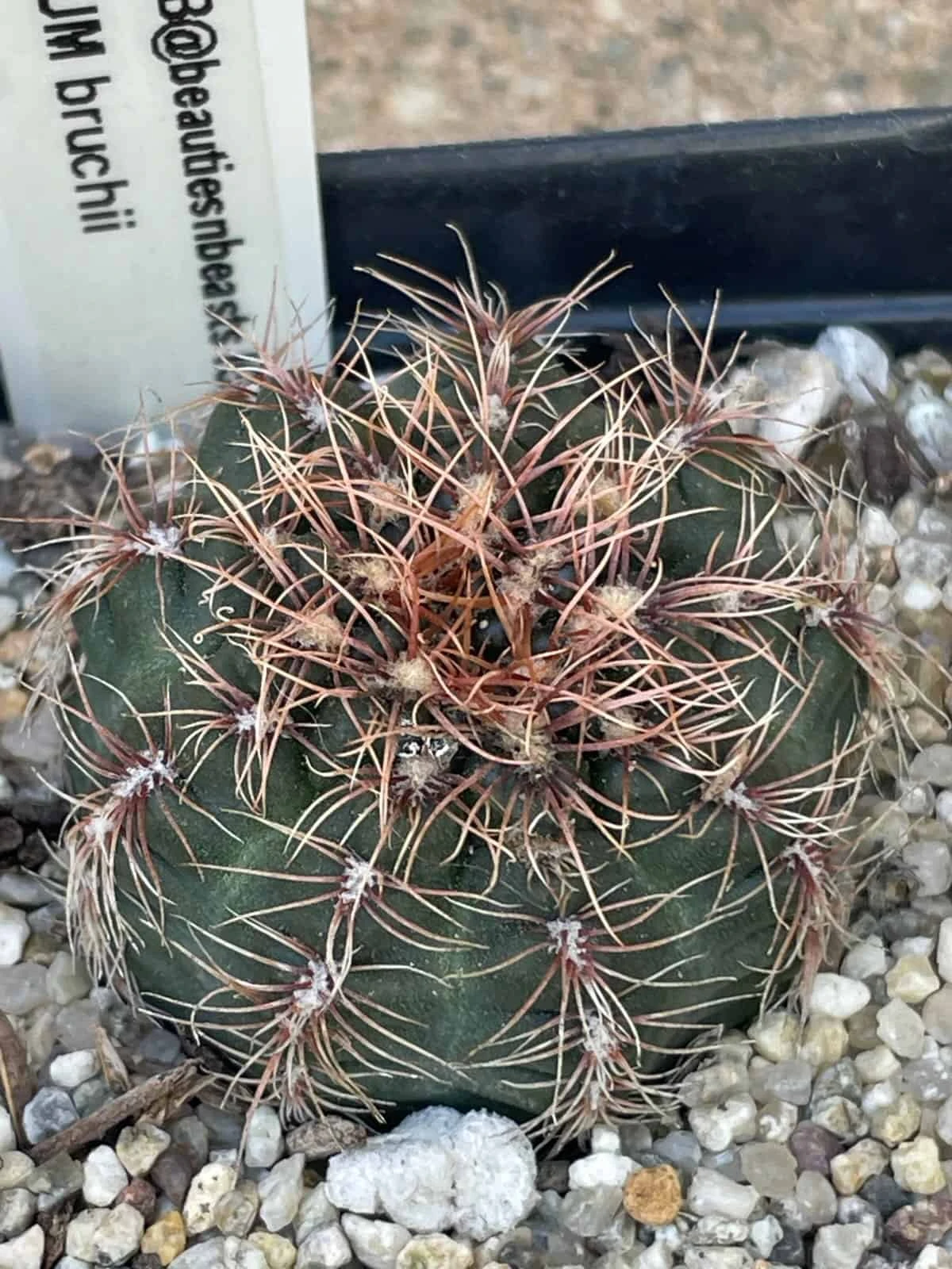 Cactus- Gymnocalycium Bruchii - Image 3