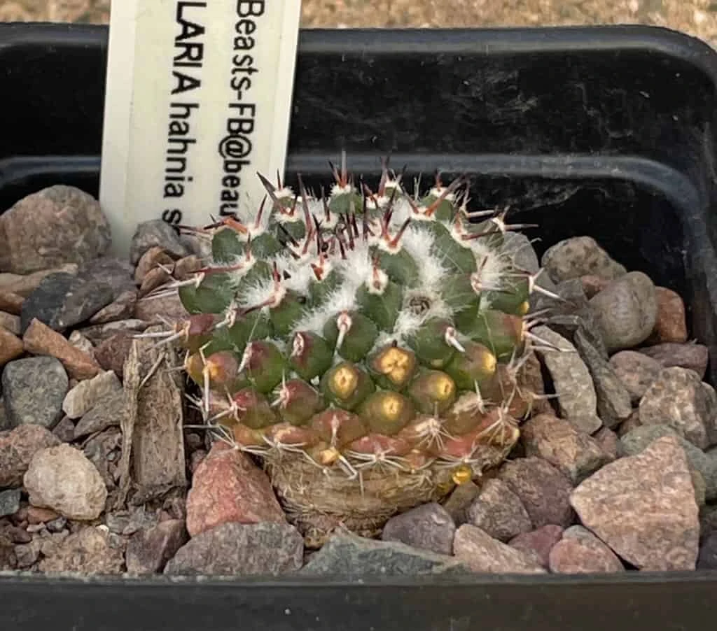 Cactus - Mammillaria Hahniana Spp Mendeliana - Image 3