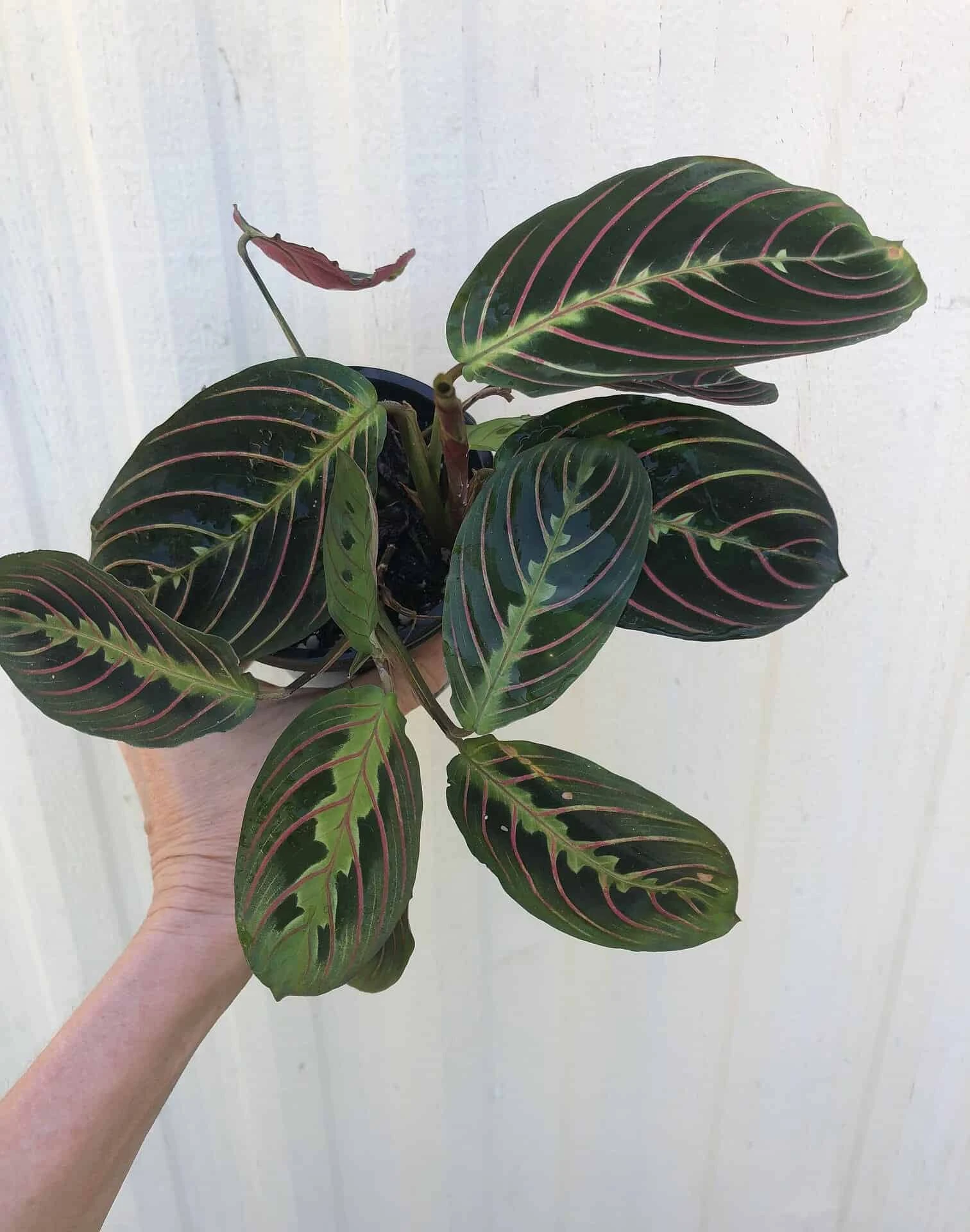 Maranta Red 'Prayer Plant' - Maranta Leuconeura In 3 Or 4" Pot