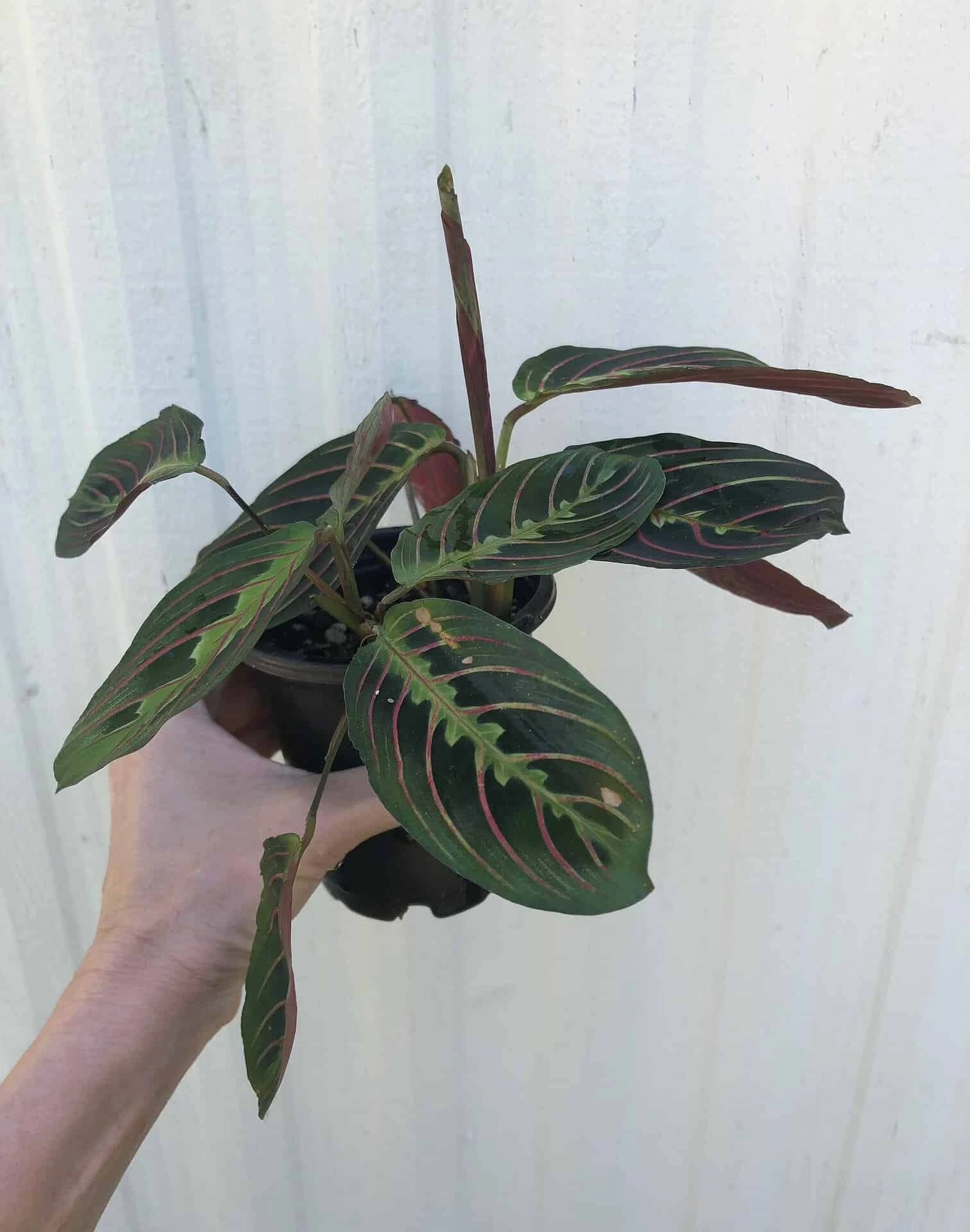 Maranta Red 'Prayer Plant' - Maranta Leuconeura In 3 Or 4" Pot - Image 2