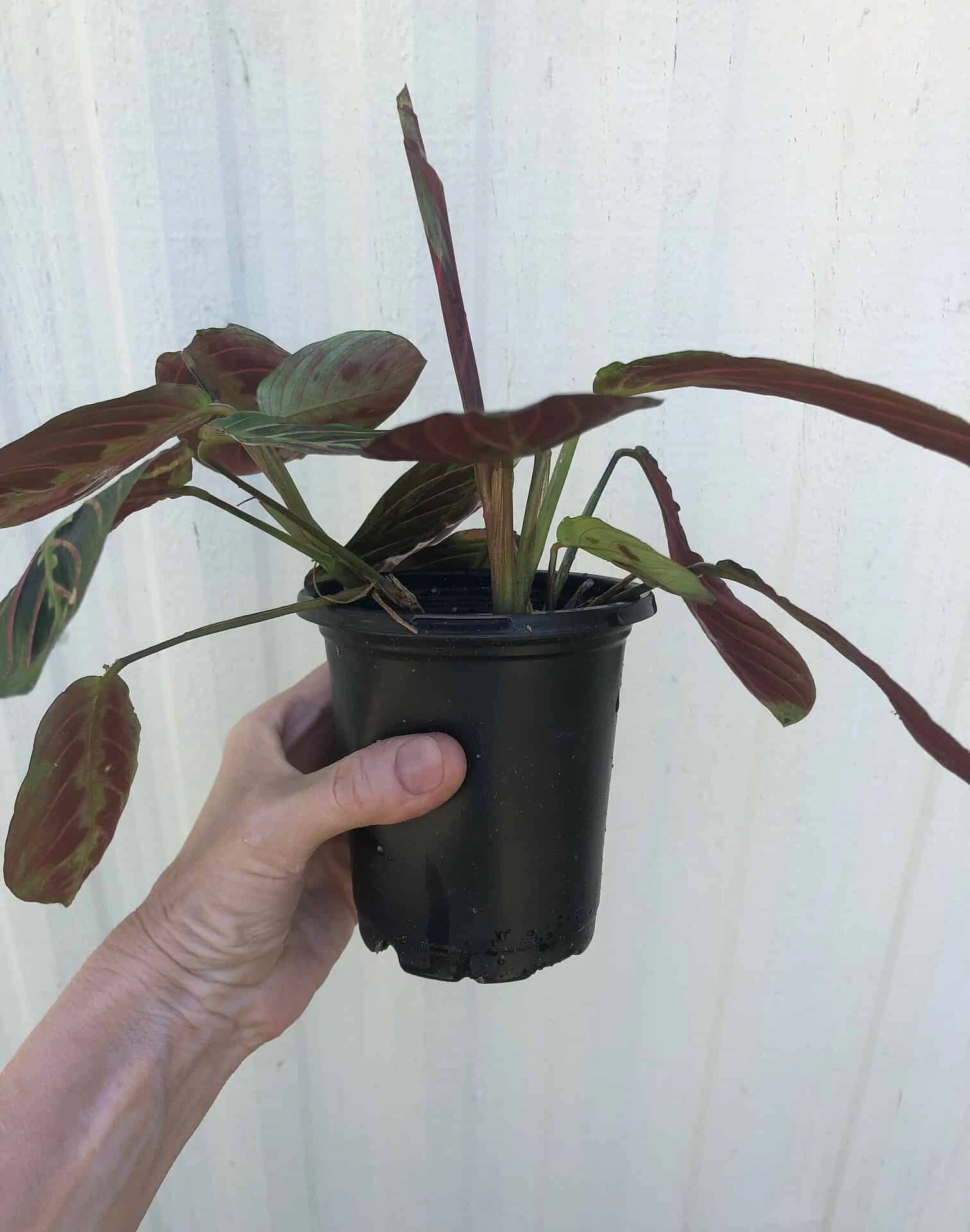 Maranta Red 'Prayer Plant' - Maranta Leuconeura In 3 Or 4" Pot - Image 3