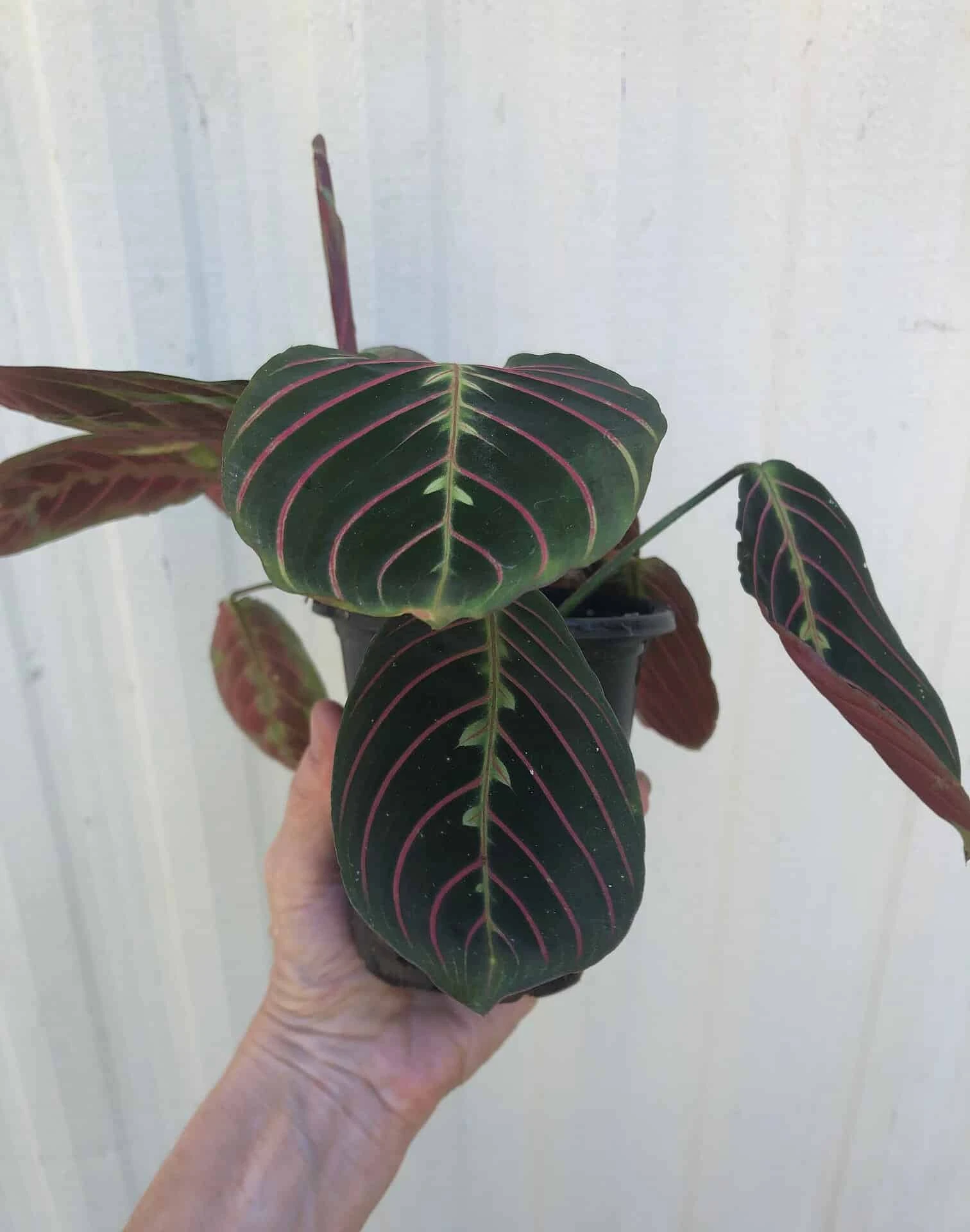 Maranta Red 'Prayer Plant' - Maranta Leuconeura In 3 Or 4" Pot - Image 4