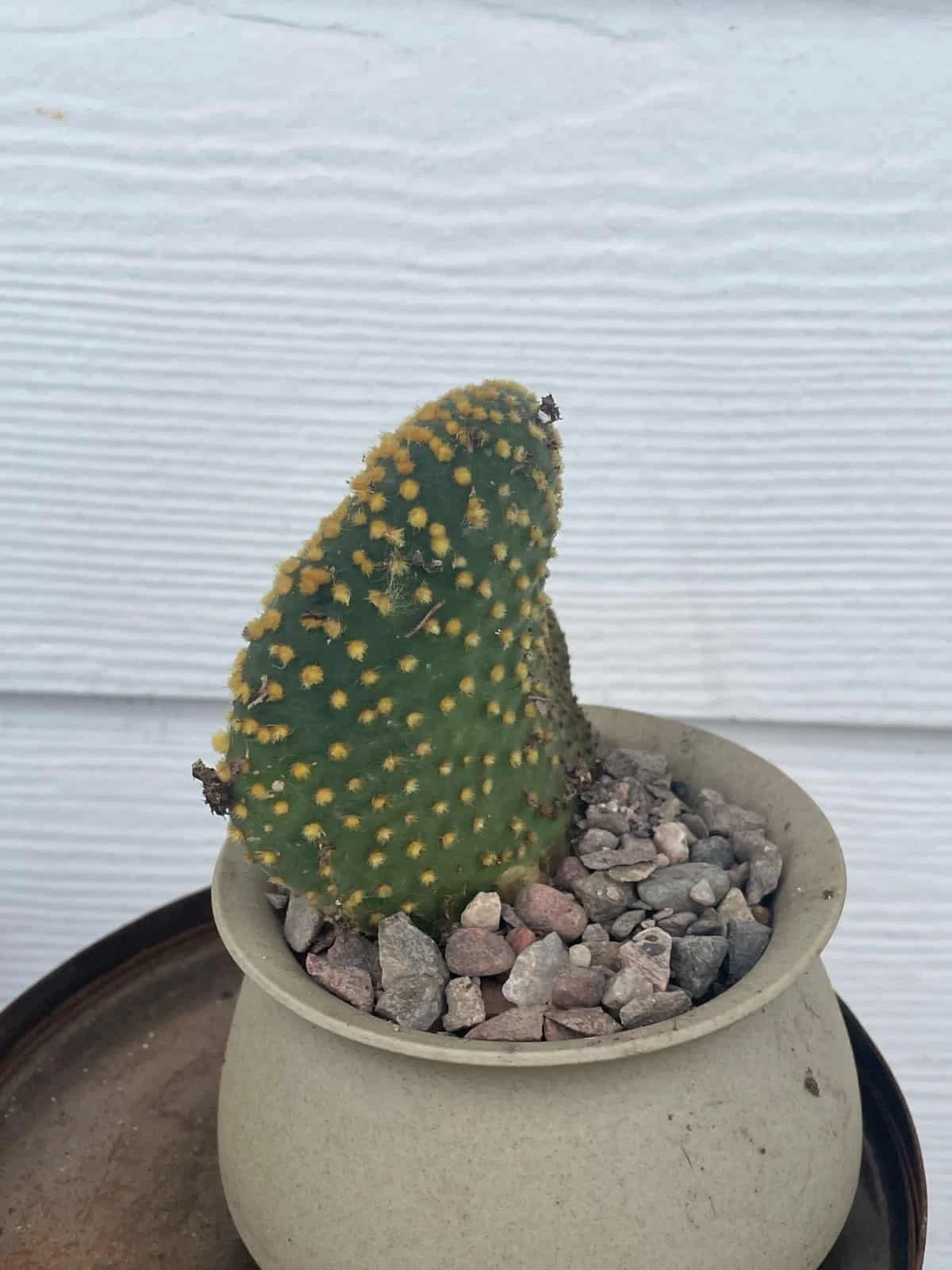 Cactus -Opuntia Microdasys Var. Pallida F. Cristata - Image 2