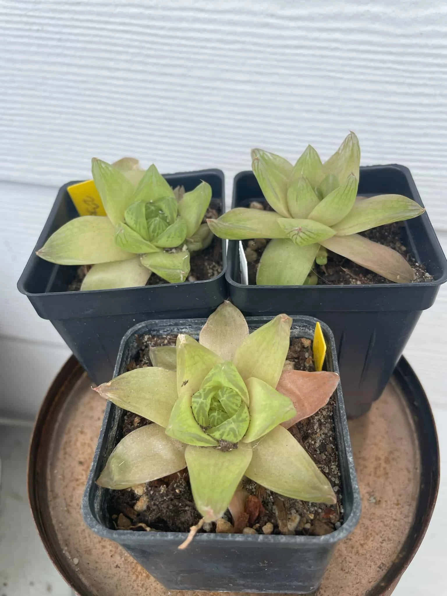 Succulent -Haworthiopsis Cymbiformis - Image 3