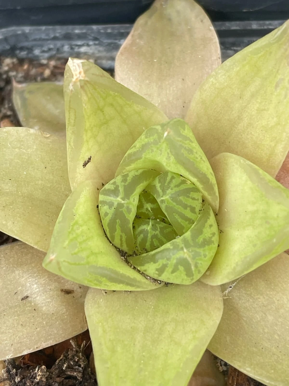 Succulent -Haworthiopsis Cymbiformis - Image 2