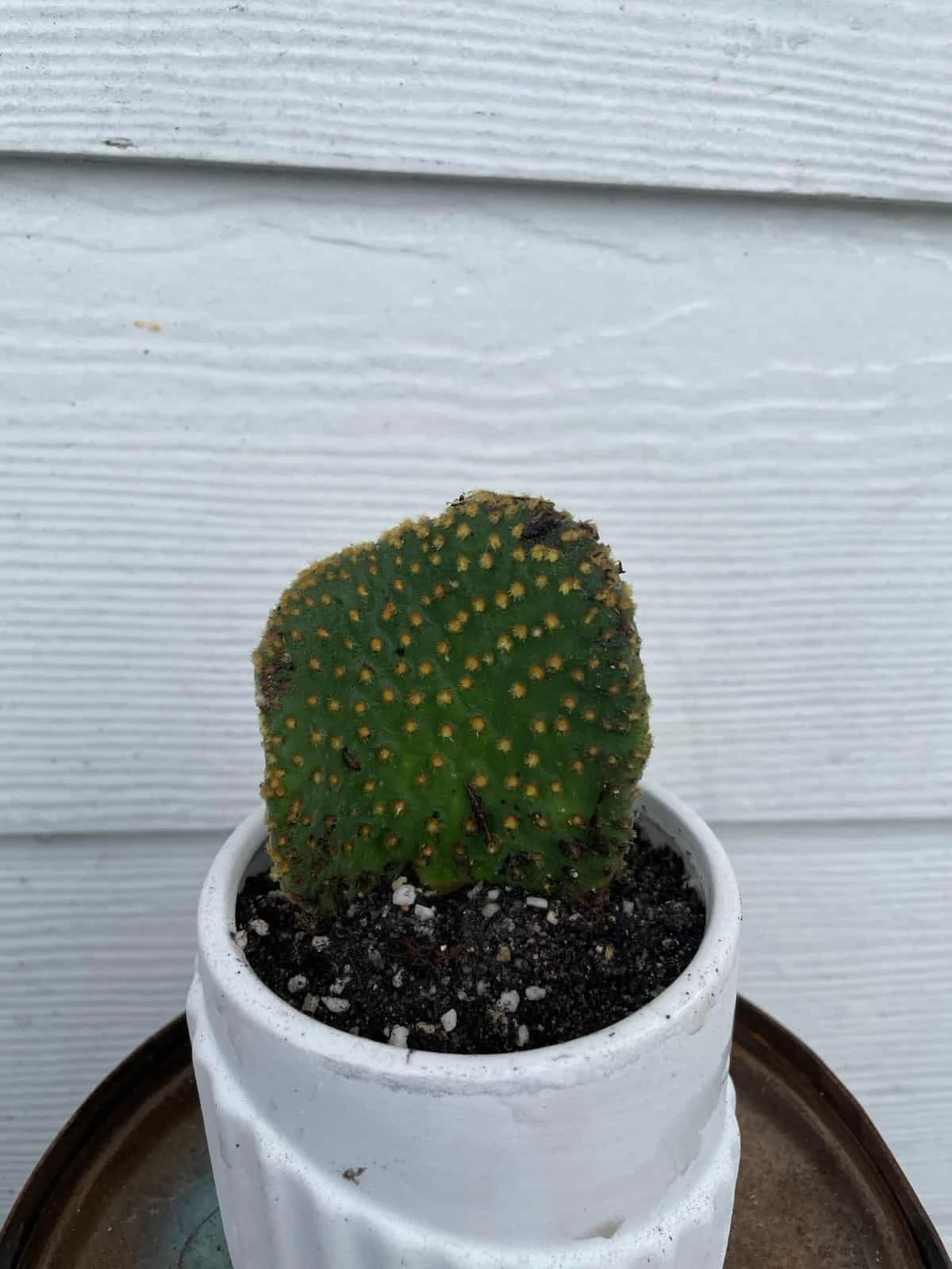 Cactus -Opuntia Microdasys Var. Pallida F. Cristata - Image 4