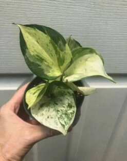 Pothos Manjula In 3" Pot - Epipremnum Aureum Manjula