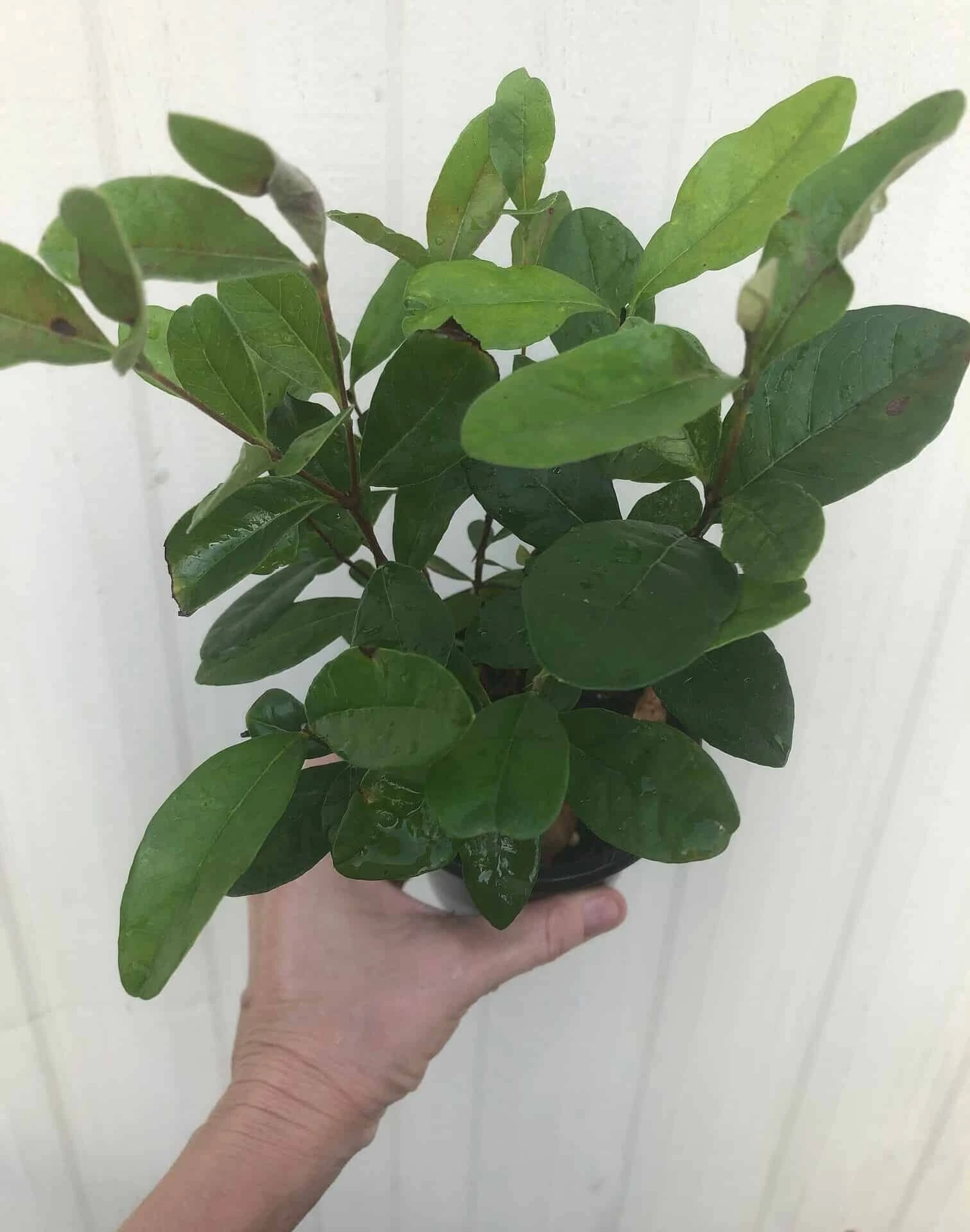 Pineapple Guava, Feijoa Sellowiana Seedlings In 4" Pot - Image 2