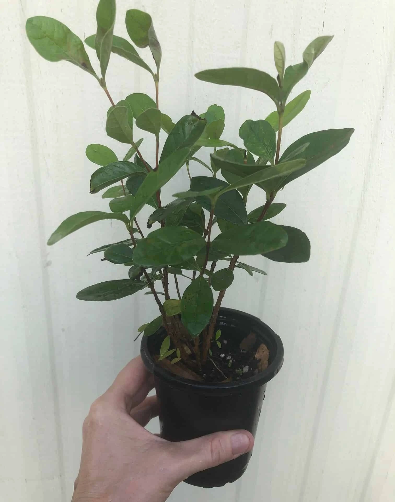 Pineapple Guava, Feijoa Sellowiana Seedlings In 4" Pot - Image 3