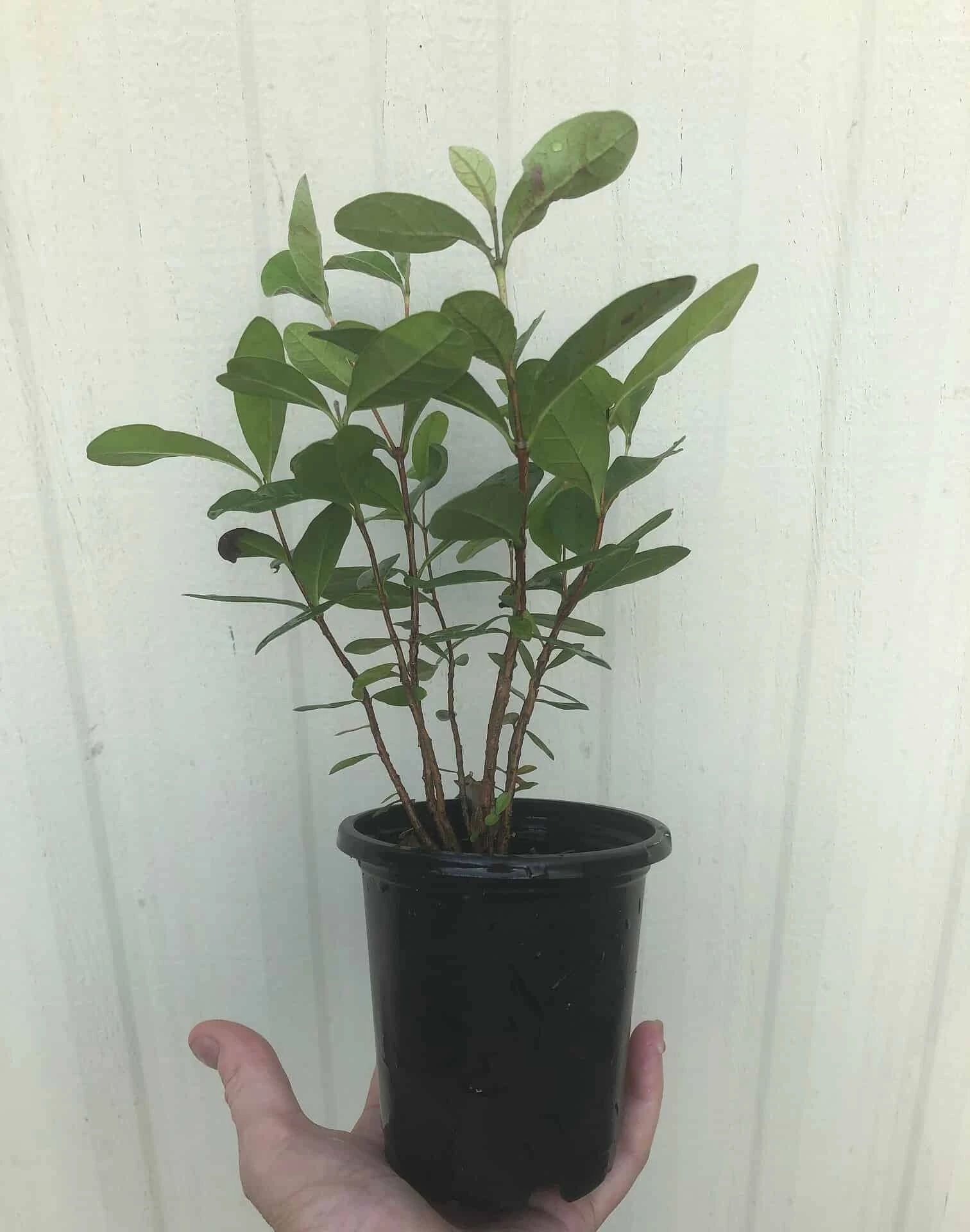 Pineapple Guava, Feijoa Sellowiana Seedlings In 4" Pot - Image 4