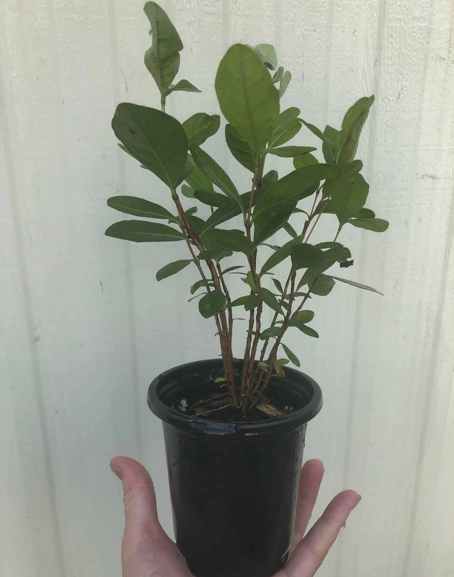 Pineapple Guava, Feijoa Sellowiana Seedlings In 4" Pot - Image 5