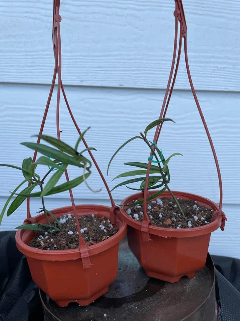 Hoya House Plant Various Species - Image 18