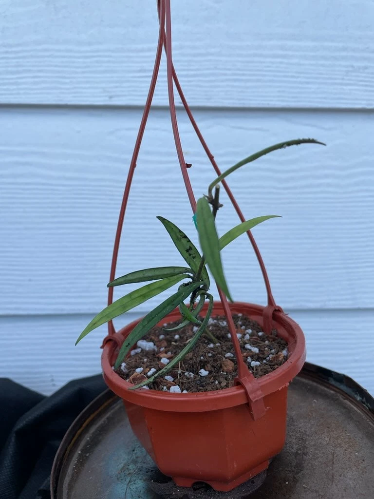 Hoya House Plant Various Species - Image 16
