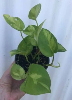 Global Green Pothos, Epipremnum Aureum In 3" Pot