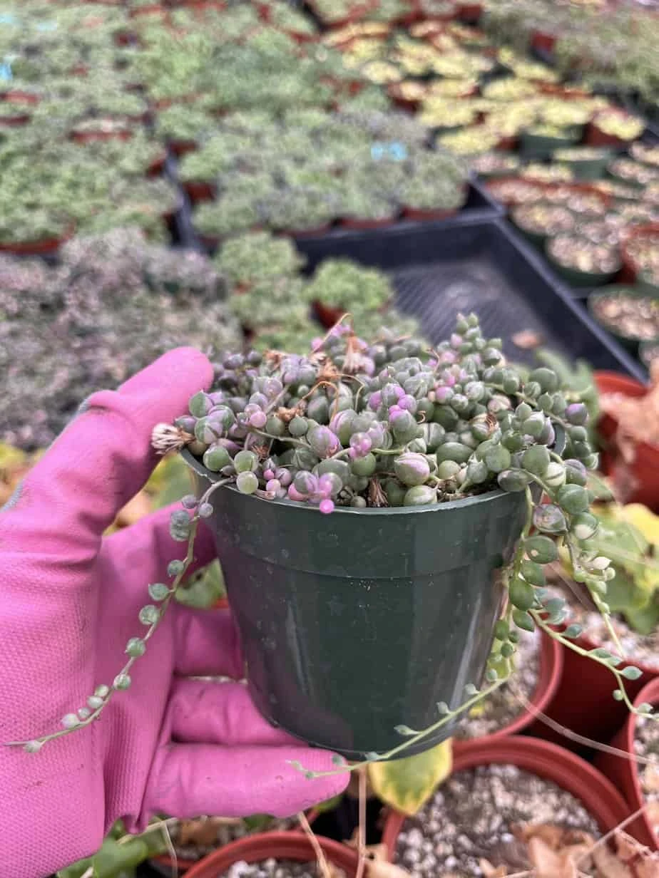 Senecio Rowleyanus, Variegated