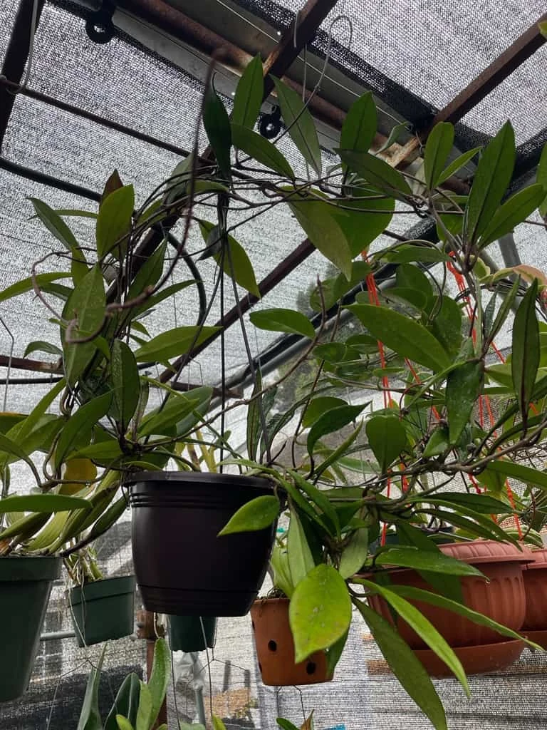 Hoya House Plant Various Species - Image 2