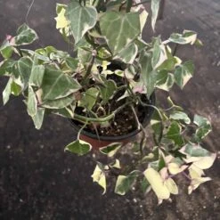 English Ivy | Gold Child | Hedera Helix | 6" Pot