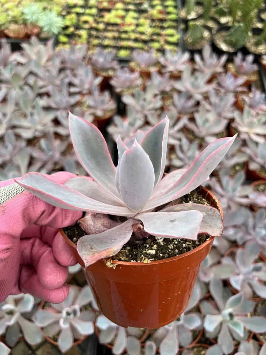 Echeveria Afterglow - Image 2