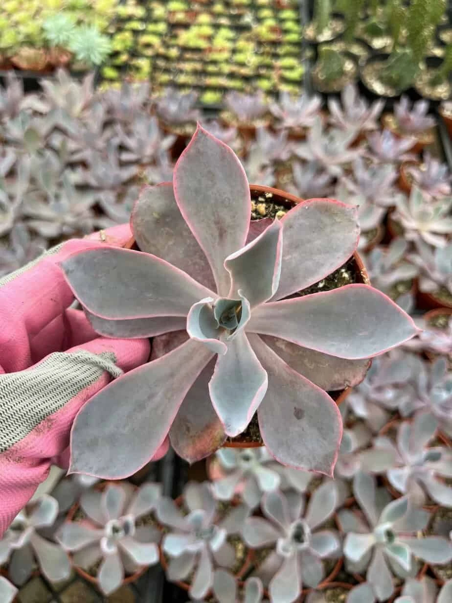 Echeveria Afterglow
