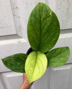 Monstera Karstenianum Sp. Peru Plant - 4" Pot