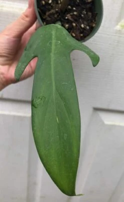 Philodendron Panduriforme Plant In 4" Pot