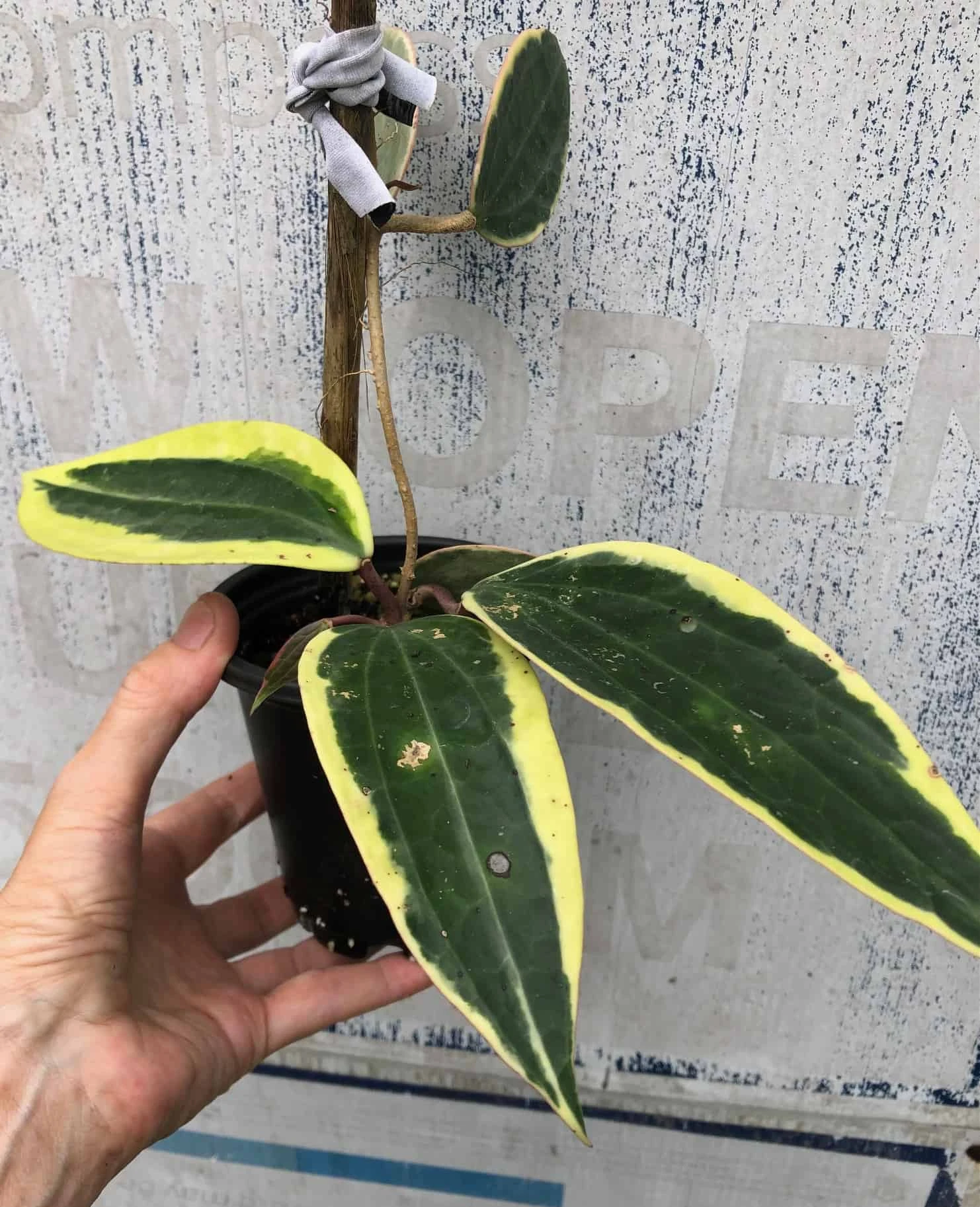 Hoya Macrophylla Variegata - Wax Plant Potted In 4" - Image 2