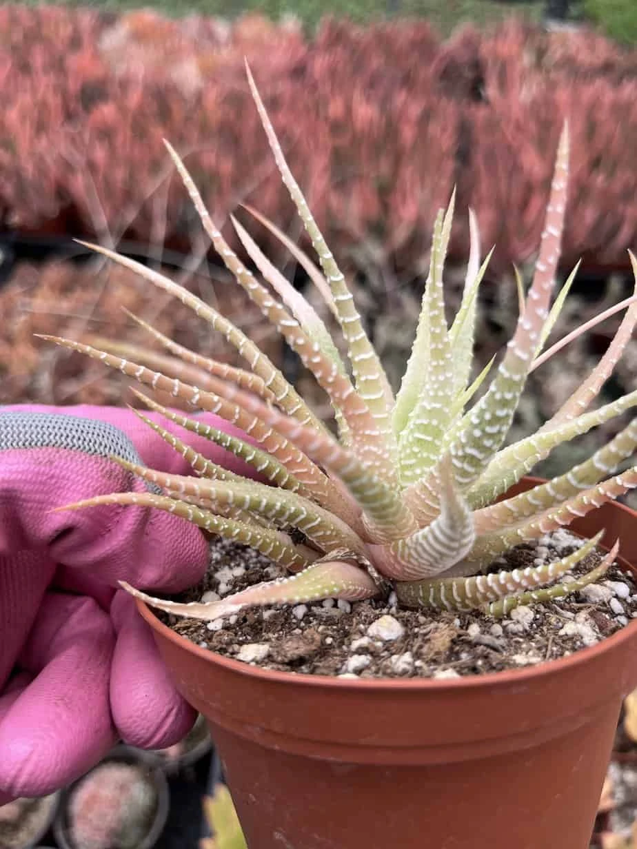 Haworthia Fasciata -- Zebra Plant Variegata - Image 2