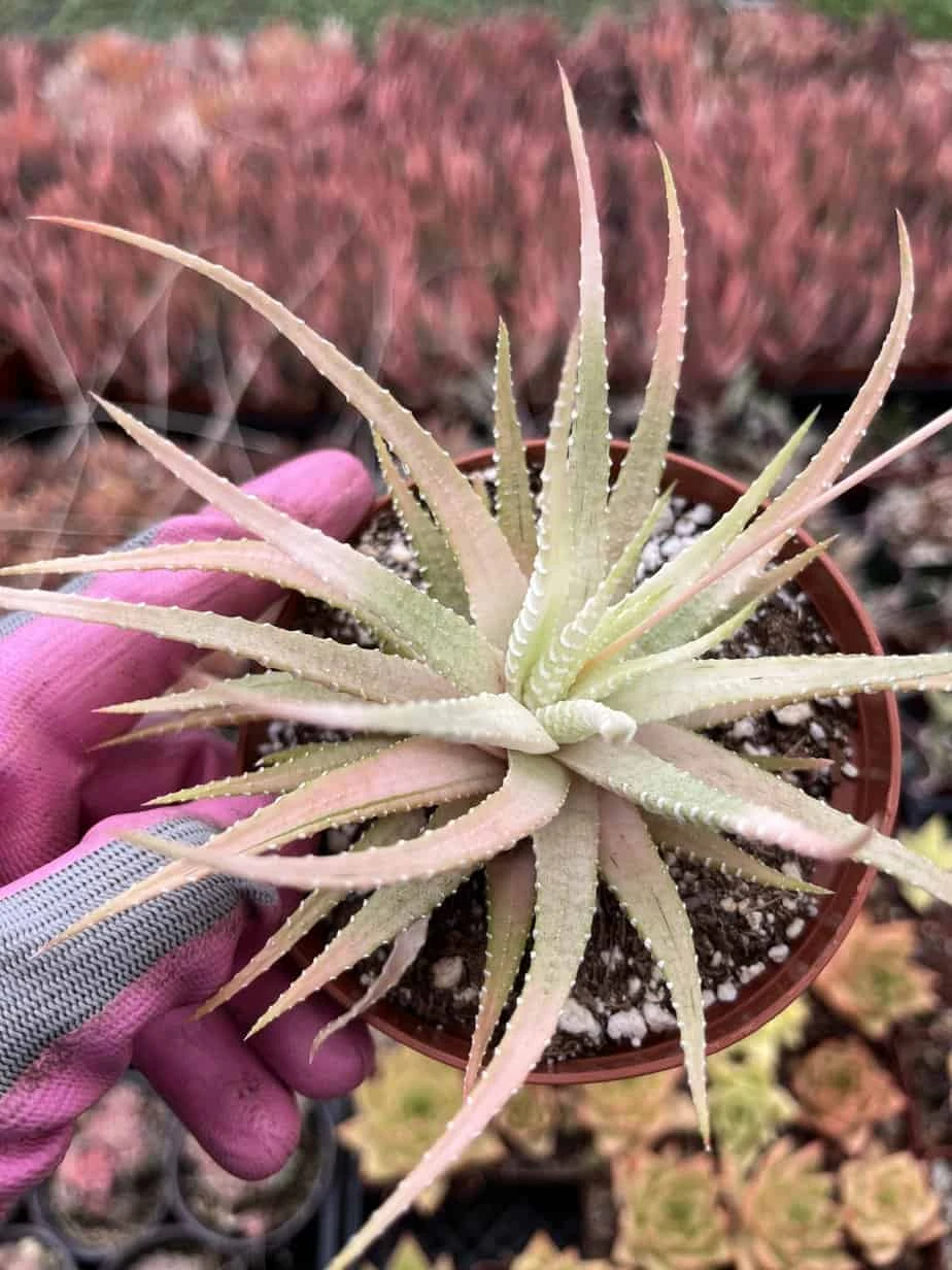 Haworthia Fasciata -- Zebra Plant Variegata