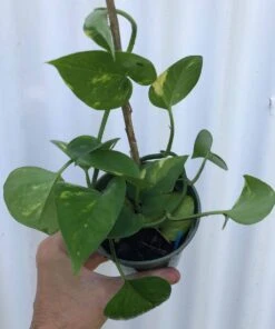 Golden Pothos, Epipremnum Aureum In 3" Pot, Devil's Ivy, Free Shipping