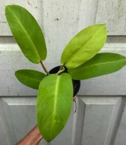 Philodendron Golden Goddess - 'Lemon Lime' Philodendron In 3" Or 4" Pot