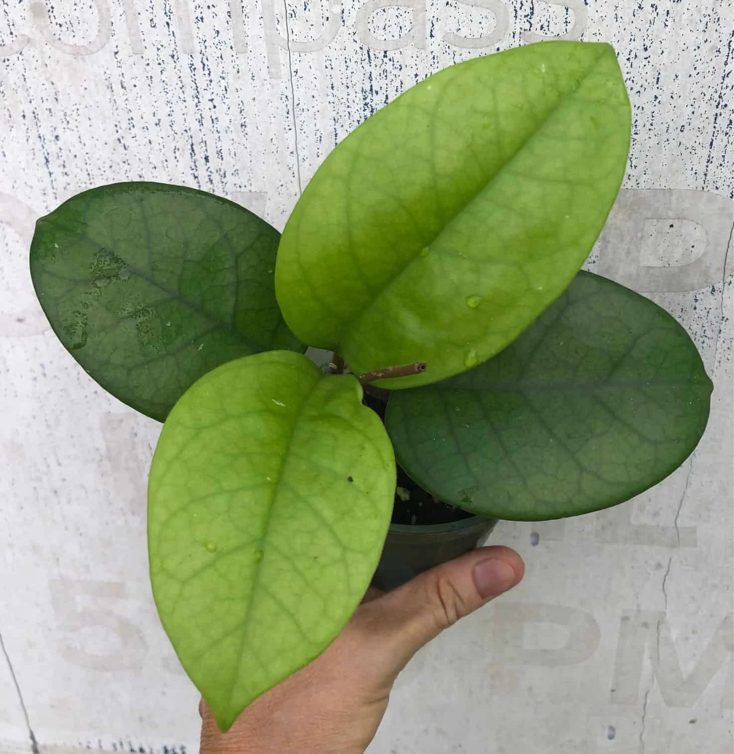 Hoya Fungii Live Plant Potted In 3" Pot - Image 2