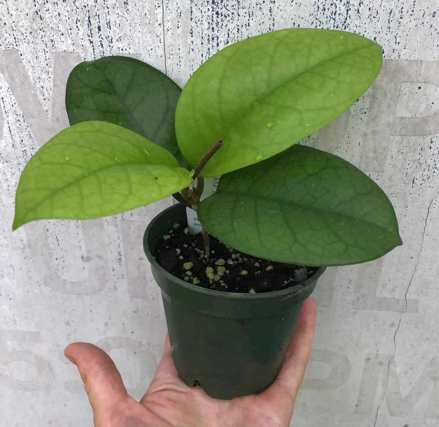 Hoya Fungii Live Plant Potted In 3" Pot - Image 3