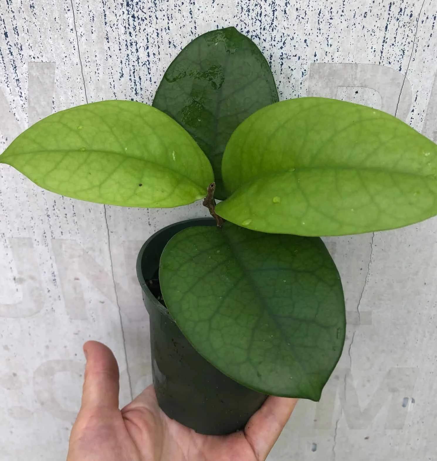 Hoya Fungii Live Plant Potted In 3" Pot - Image 4