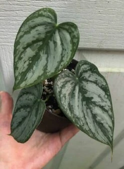 Philodendron Brandtianum Plant In 3" Pot, Silver Leaf Philodendron