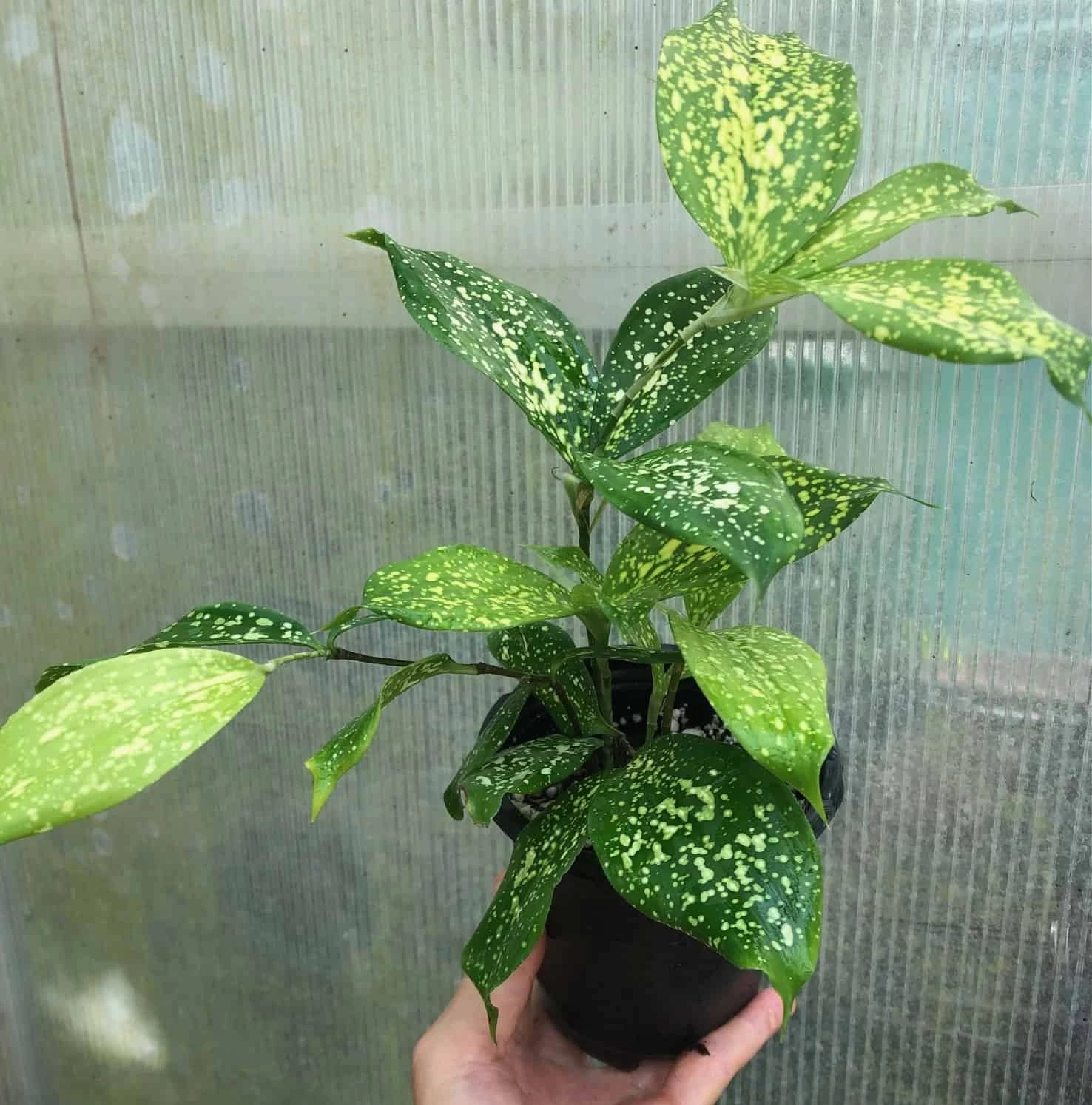 Dracaena Florida Beauty Plant, Dracaena Surculosa - In 3.5" Pot - Image 2